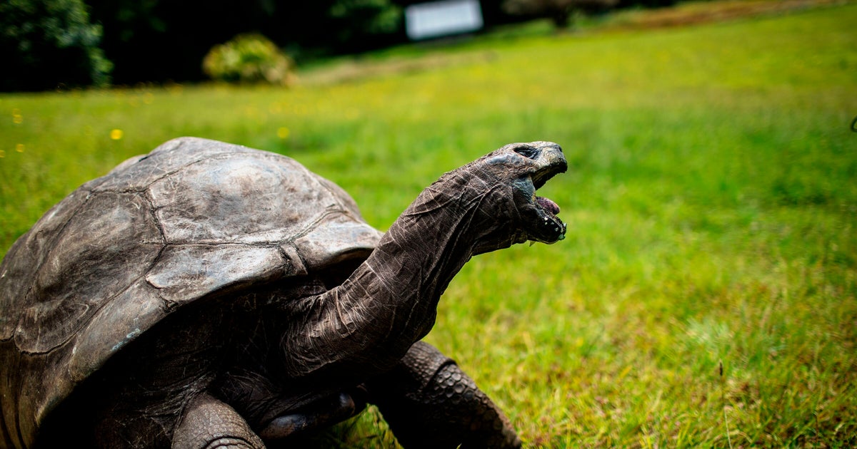 the-oldest-animal-in-the-world-is-probably-gay-huffpost-australia