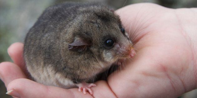 The mountain pygmy possum is so rare that until 1966 it was thought to be extinct.