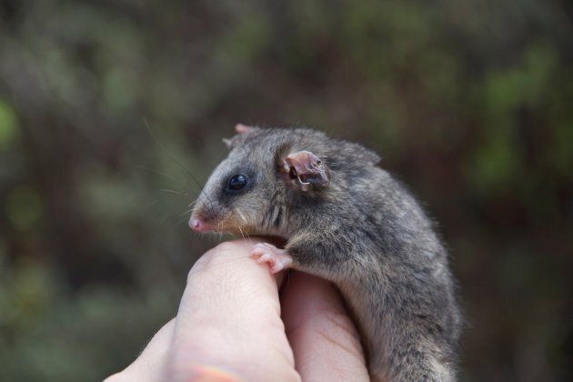 The mountain pygmy possum is the only marsupial in Australia which hibernates during the winter.