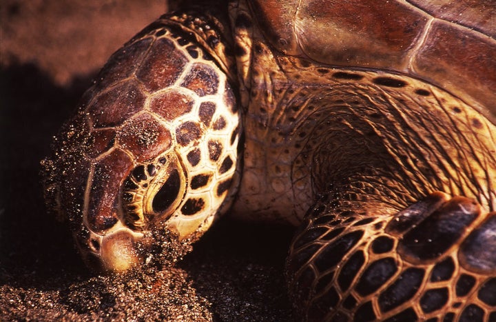 You may see turtles in Tanjung Lesung, West Java.