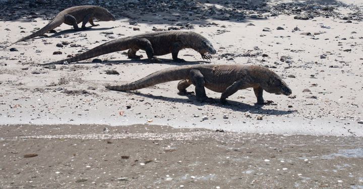 See Komodo Dragons on the beach at Horseshoe Bay.
