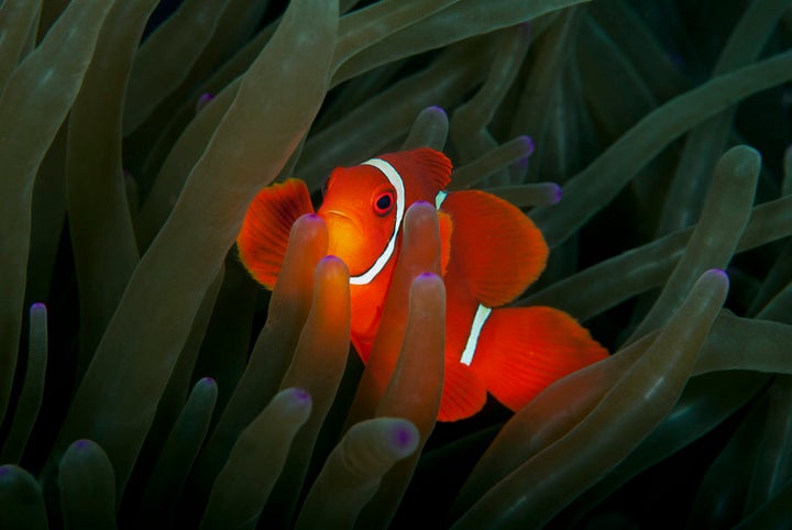 Find Nemo at Wakatobi.