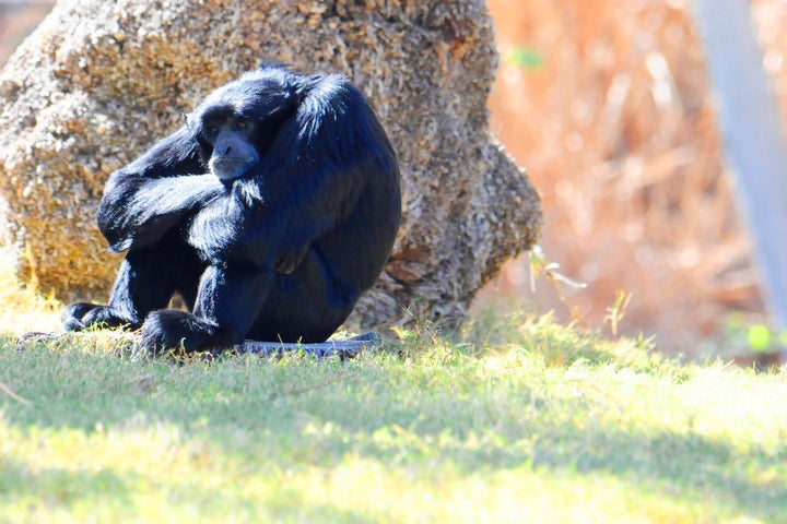 Bad days happen to everyone... even gibbons.