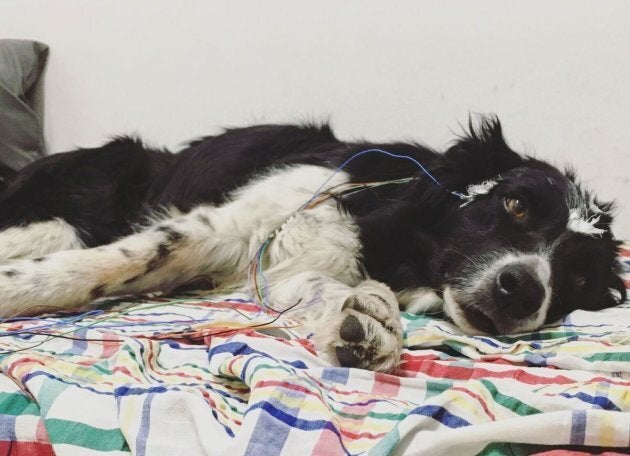 The dogs' sleep patterns were monitored using non-invasive polysomnography to record their brain waves.