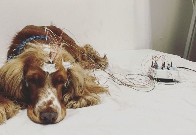 The stressed-out dogs actually fell asleep faster -- even though they didn't sleep as well.