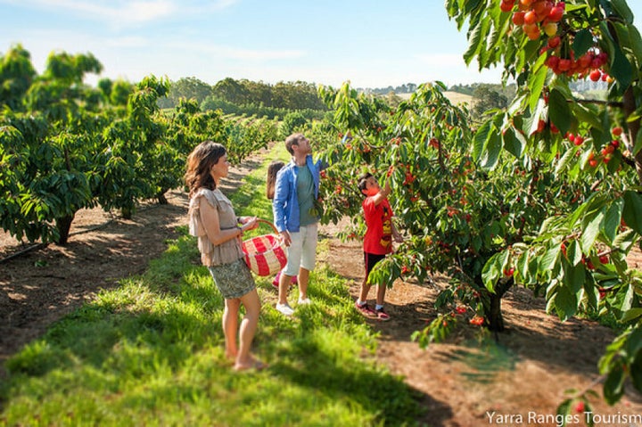 There will most likely be cherries through November and into December.