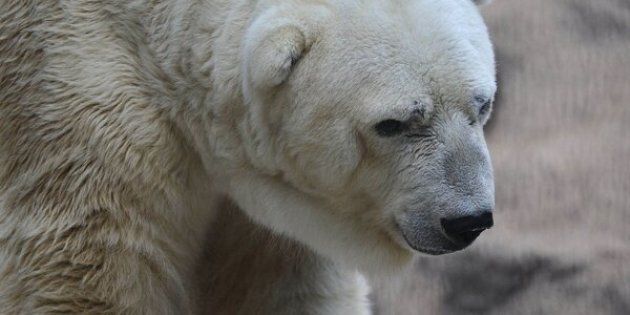 Arturo, World's Saddest Polar Bear, Dies After Decades In Captivity |  HuffPost Sustainability
