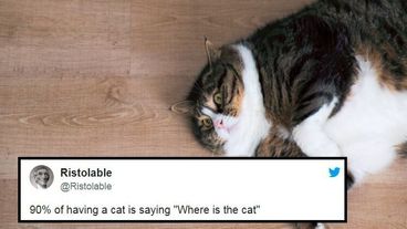 Your Cat's Meme Stash on Tumblr