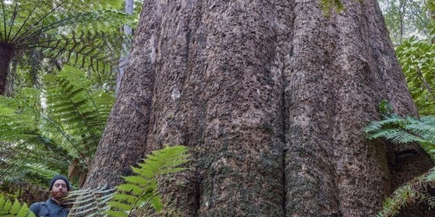 Ed Hill is dwarfed by this Errinundra Shining Gum, a species which is legally logged by VicForests.