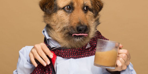 Crete, one of Agota Jakutyte's dogs, poses for an ad for