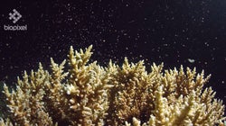 Underwater Fireworks As Corals Spawn On The Great Barrier