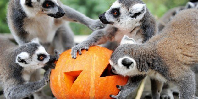 stortbui canvas bron World Lemur Day: How Lemurs Spent The Day Dedicated Just To Them | HuffPost  Life