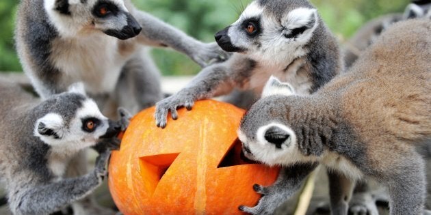 Ring-tailed lemurs eat fruit and nuts inside a special carved pumpkin before Halloween.