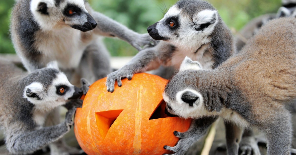 World Lemur Day: How Lemurs Spent The Day Dedicated Just To Them