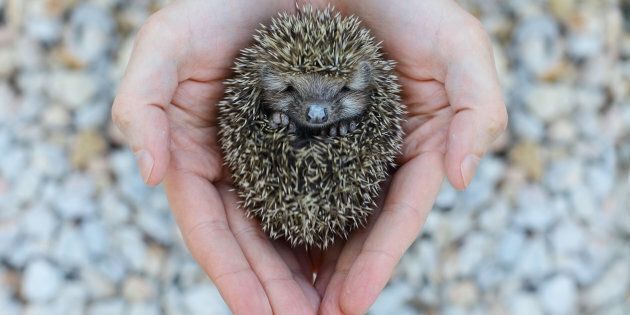 Who knew that hedgehogs could be that cute!