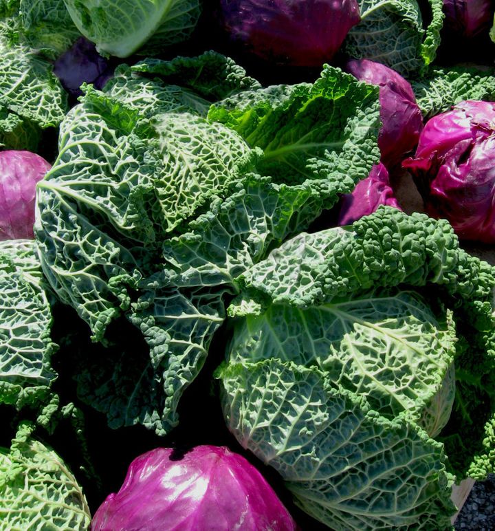 Cabbage is an excellent source of vitamin C and manganese.