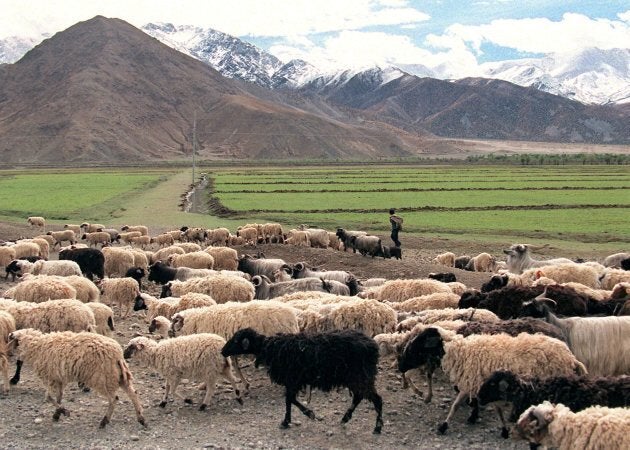 It's hard to find images for climate change stories, so here's a flock of sheep in Tibet.