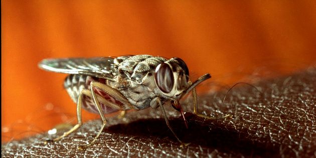 The tsetse fly, which feasts on blood, transmits sleeping sickness to humans.