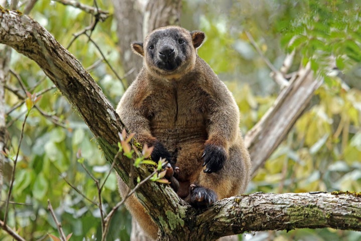 In the Atherton Tablelands, kangaroos live in trees.