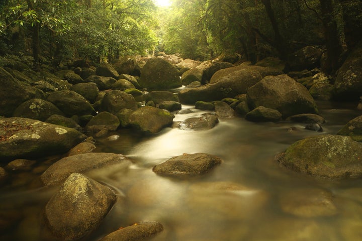 Mossman Gorge's rain-smoothed stones.