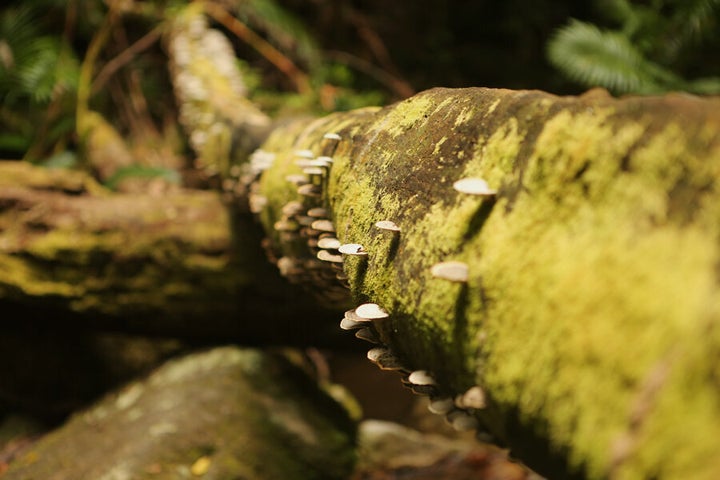 Everything is verdant with growth in Mossman Gorge.