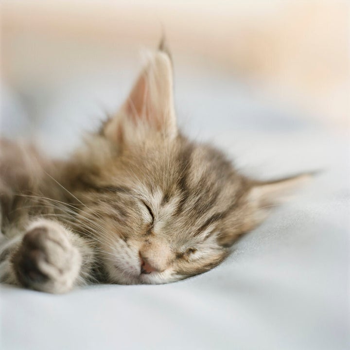 Take inspiration from this sleepy kitty.