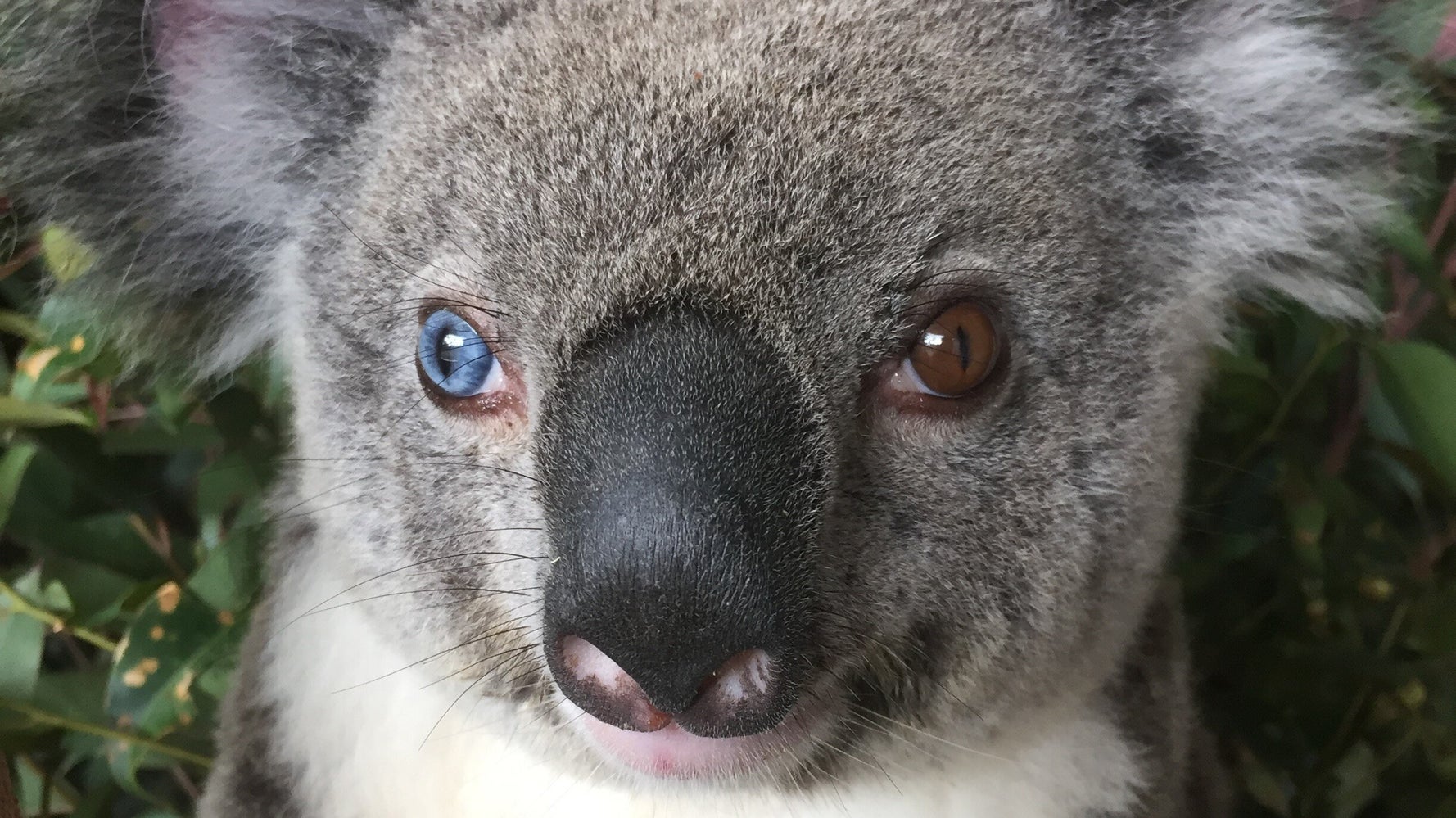 Beautiful Koala With Different Colour Eyes Rescued By Australia Zoo ...