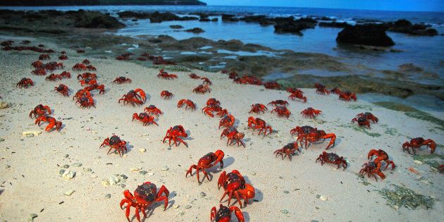 Red crabs make their way to the shore.