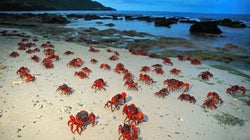 Stop What You're Doing And Look At These Christmas Island