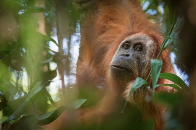 They've been isolated from other apes for up to 20,000 years.