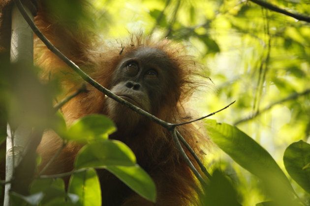 They've only just been discovered, but they're already the most critically endangered great ape in the world.