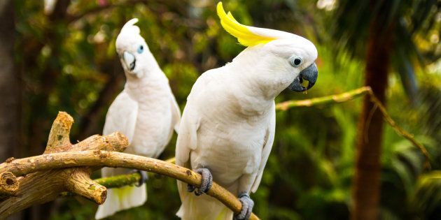 Cockatoos are causing troubles for the NBN.