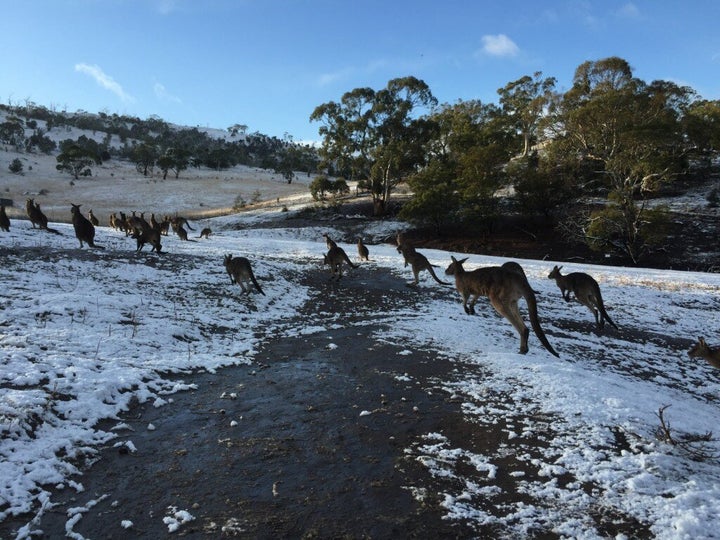 The kangaroos shifted their world domination meeting to a sunnier corner of the paddock.