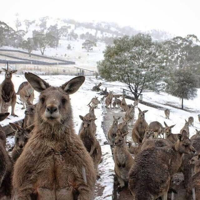 Can we please come in and claw you to death? Er, we mean sit by the heater?