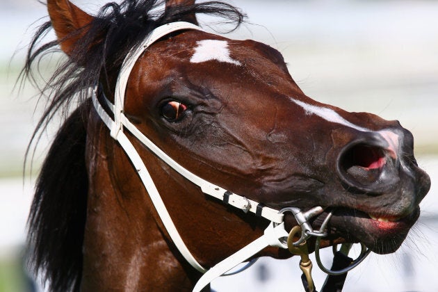 This snapshot of Single Gaze was taken after her fall in the Oaks. She was OK. Phew.