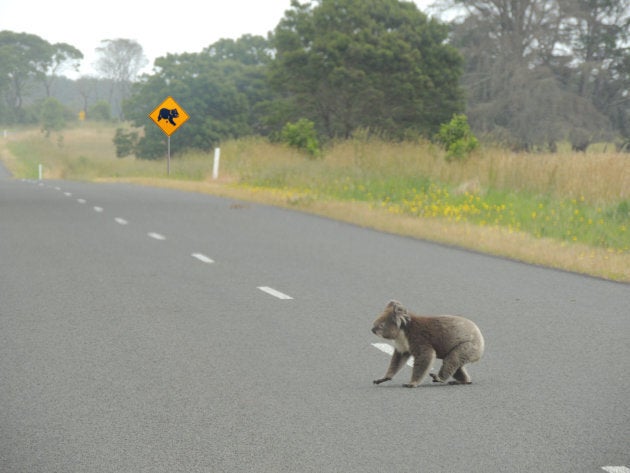 Koalas are having to travel further for food.