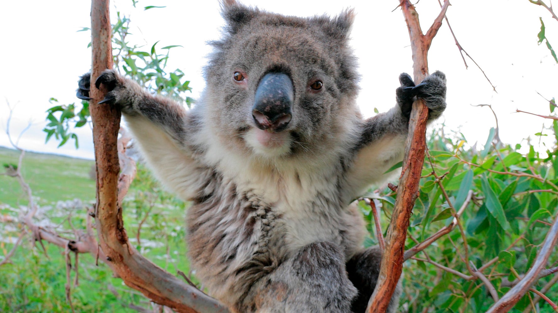 Wikipédia En Français Du Koala Le 11 Février 2016