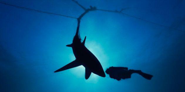 A diver checks out a shark caught in a net.