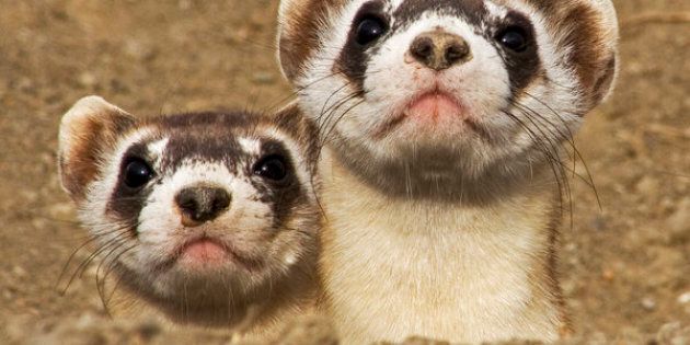 Once thought to be extinct, a remnant population of the endangered black-footed ferret was discovered, which started a reintroduction program to re-establish a population on the wild prairie.