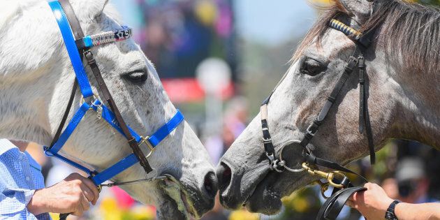 This pic is the best. It's a horse called Tribal Wisdom (left), the winner of the race named after Subzero, nuzzling Subbie (left). Aaaawwww.