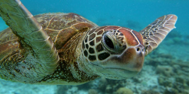 australian turtles