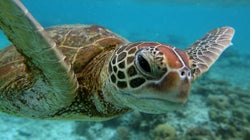 The Illuminating Way One Small Australian City Is Saving Sea