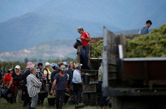 Workers load a trailer with grapes for wine during harvest in the village of Lomistsikhe, in Kakheti region, Georgia.