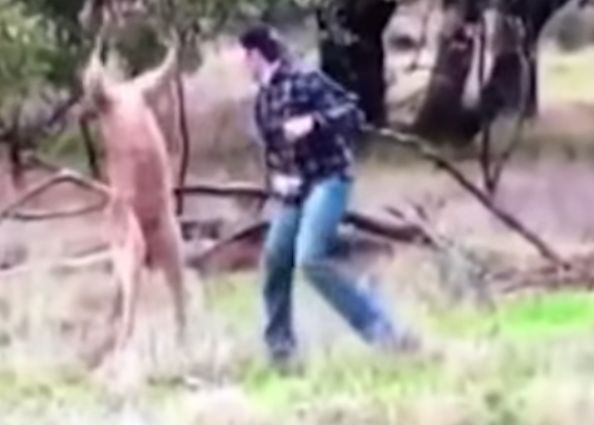 Kangaroo and man post punch