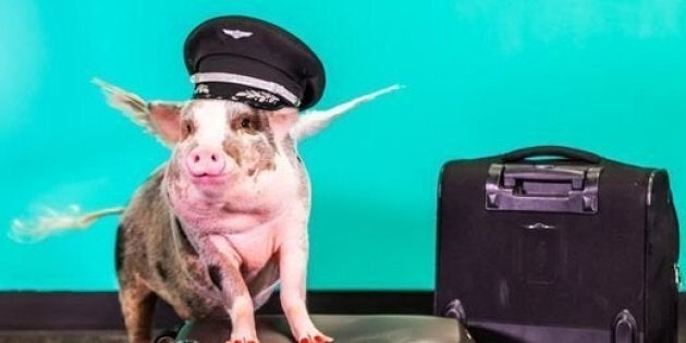 Lilou, a therapy pig, is helping de-stress visitors to San Francisco International Airport.