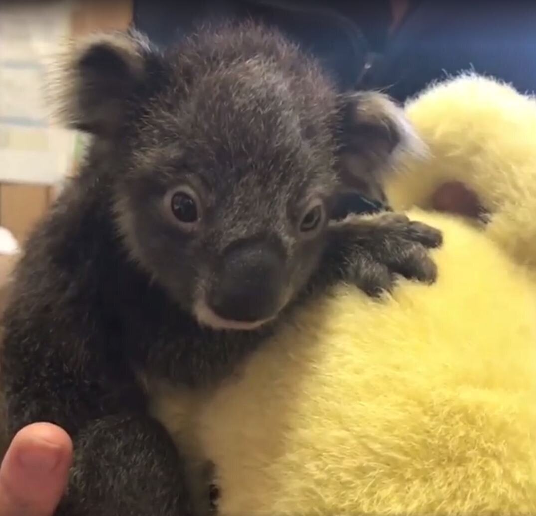 teddy bear koala