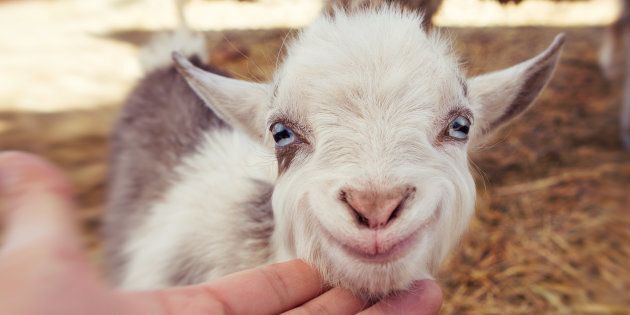Genetically modified goats create milk without a common allergen.