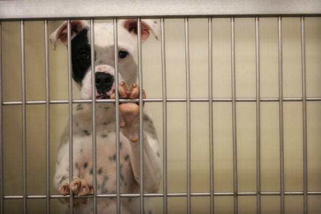 Approximately 230,000 pets remain unclaimed in Australia's pounds and shelters every year.