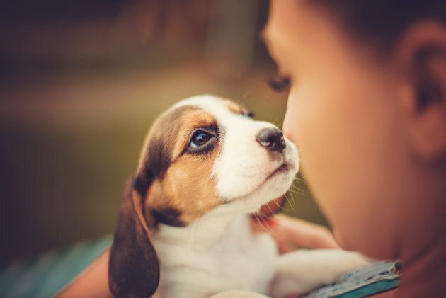 Puppies are cute, but are you prepared to look after them when they're older?