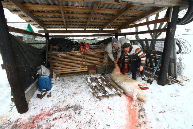 Vladimir Krivenchik, 41, and Nikolay Skidan slaughter a pig at their house in the village of Khrapkovo, Belarus.